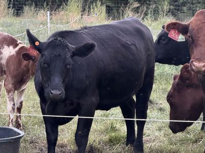 Angus Shorthorn Heifer