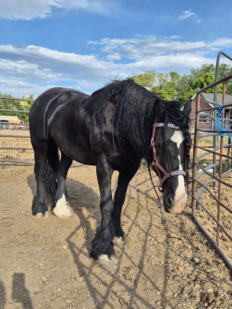 Gypsy Vanner / Friesian Gelding (8 years old)