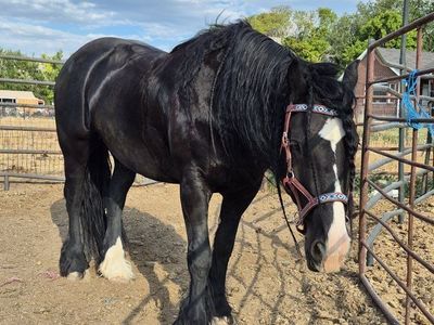 Gypsy Vanner / Friesian Gelding (8 years old)