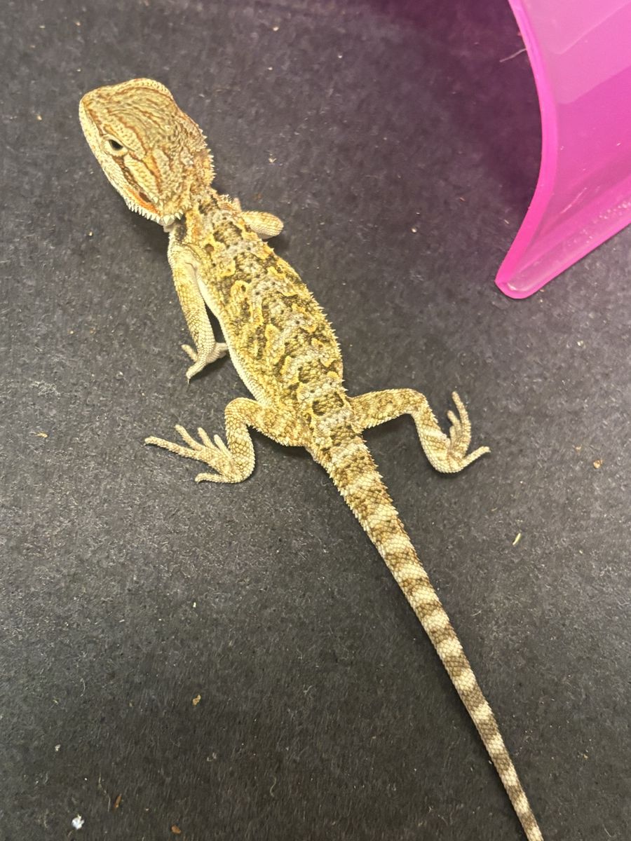Baby bearded dragon