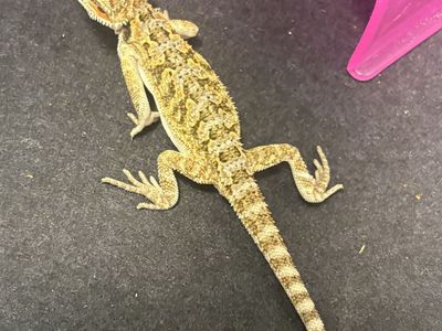 Baby bearded dragon