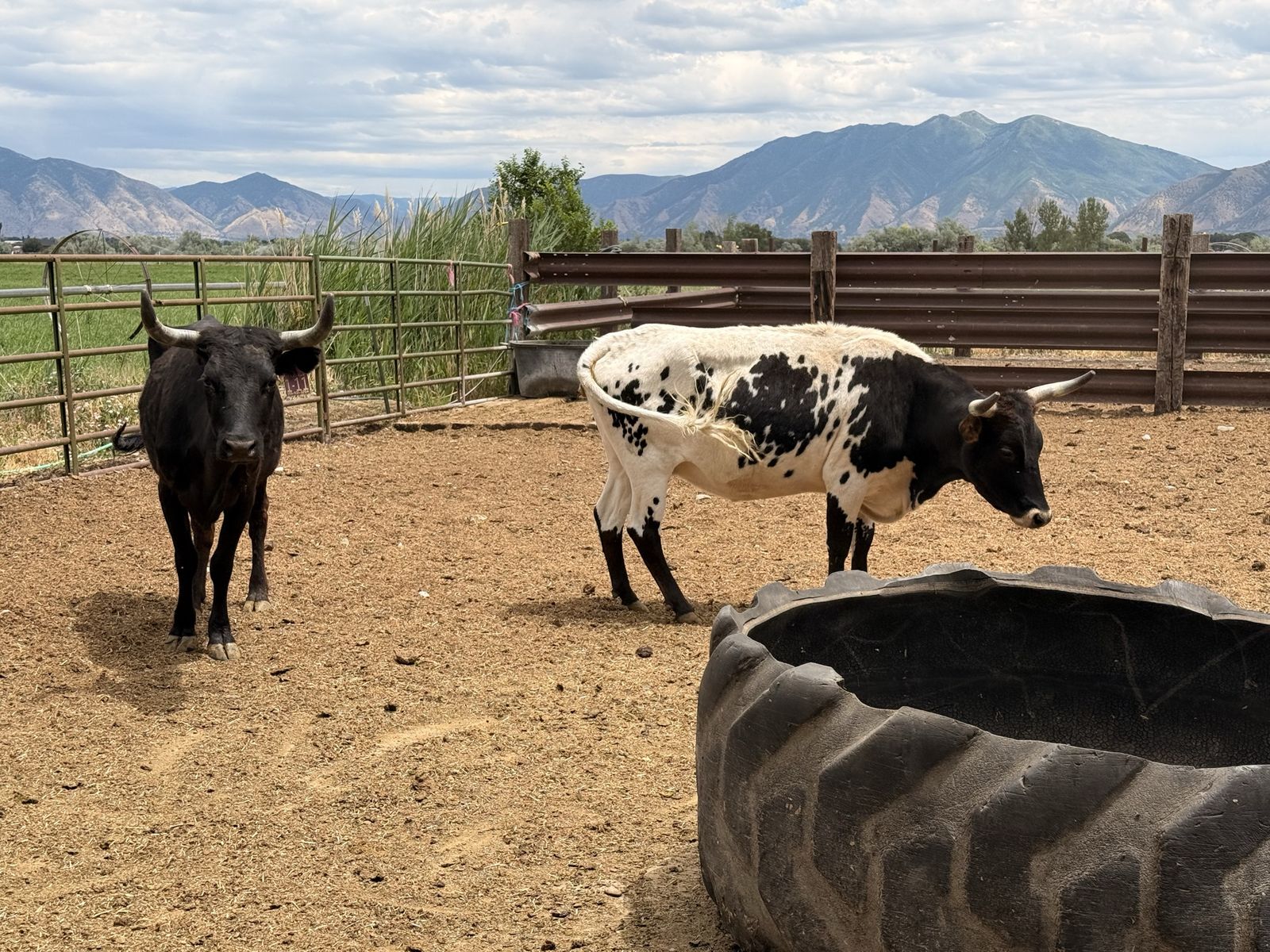 4 Bred Corriente Cows