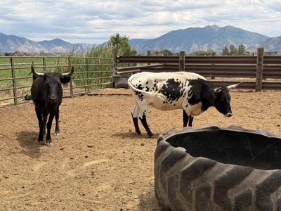 4 Bred Corriente Cows