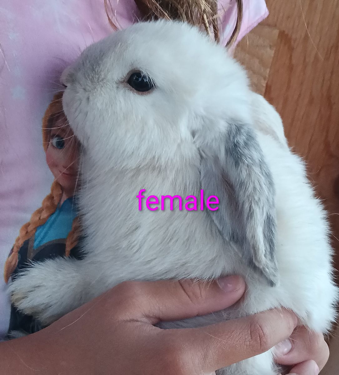 5 Soft and Cuddly Holland Lops