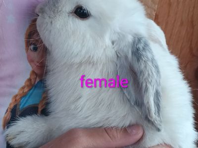5 Soft and Cuddly Holland Lops