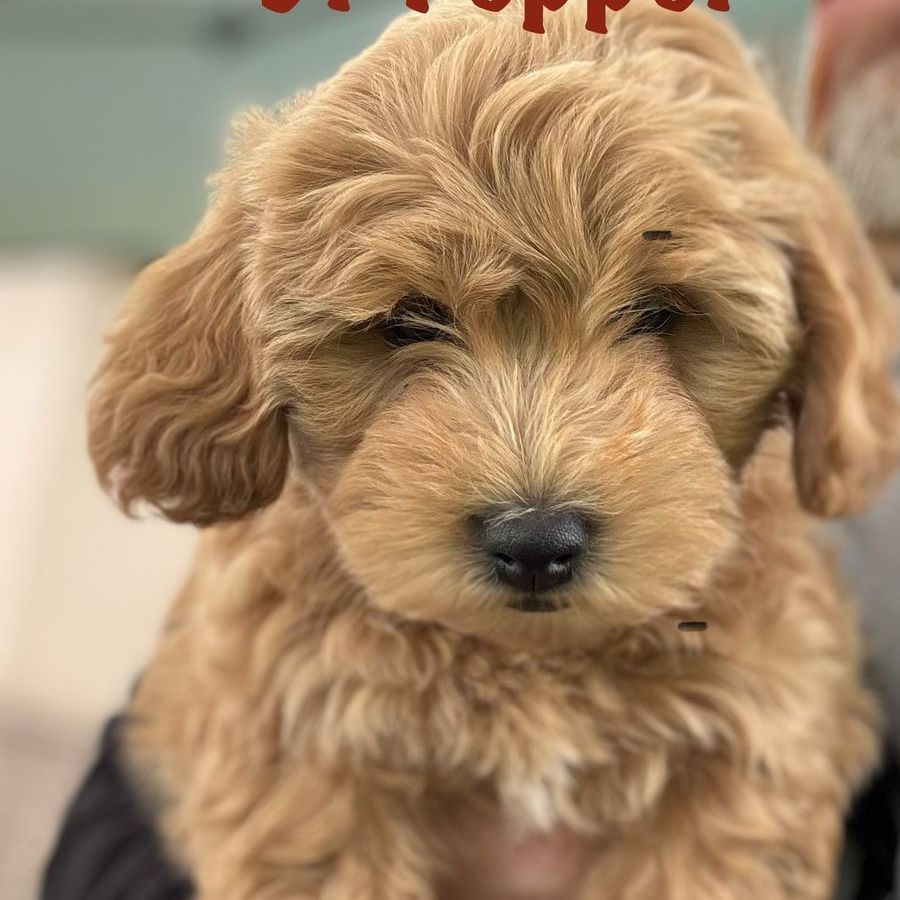 Micro Mini Goldendoodles F1B