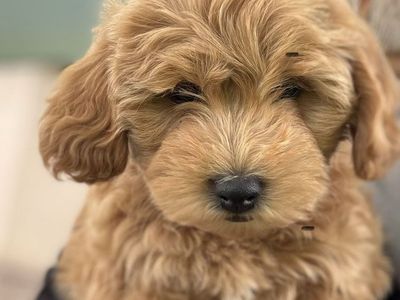 Micro Mini Goldendoodles F1B