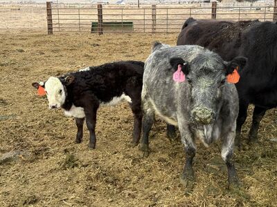 Cow calf pair