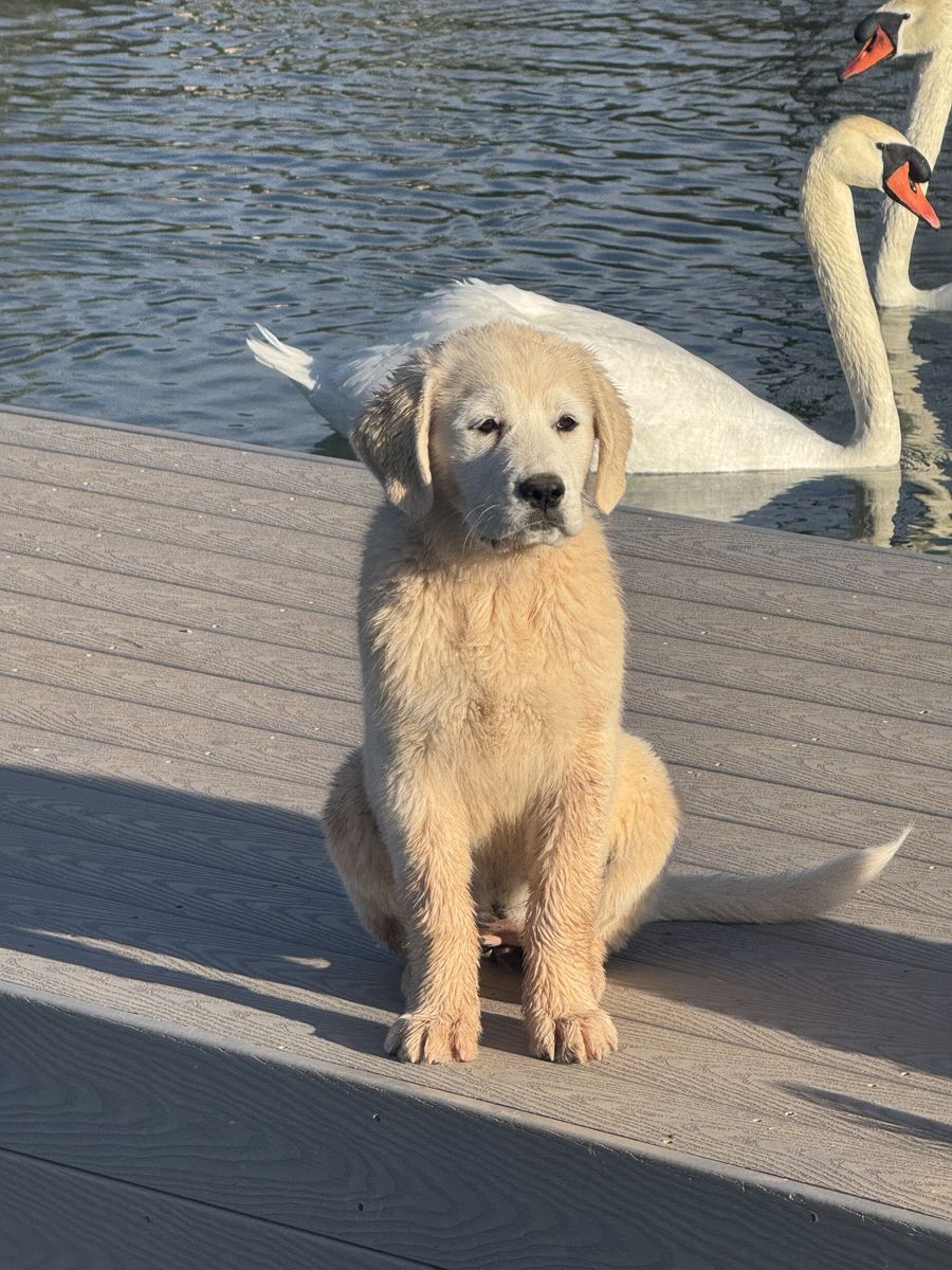 Great Pyrenees Puppies for Sale