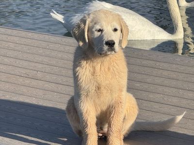 Great Pyrenees Puppies for Sale