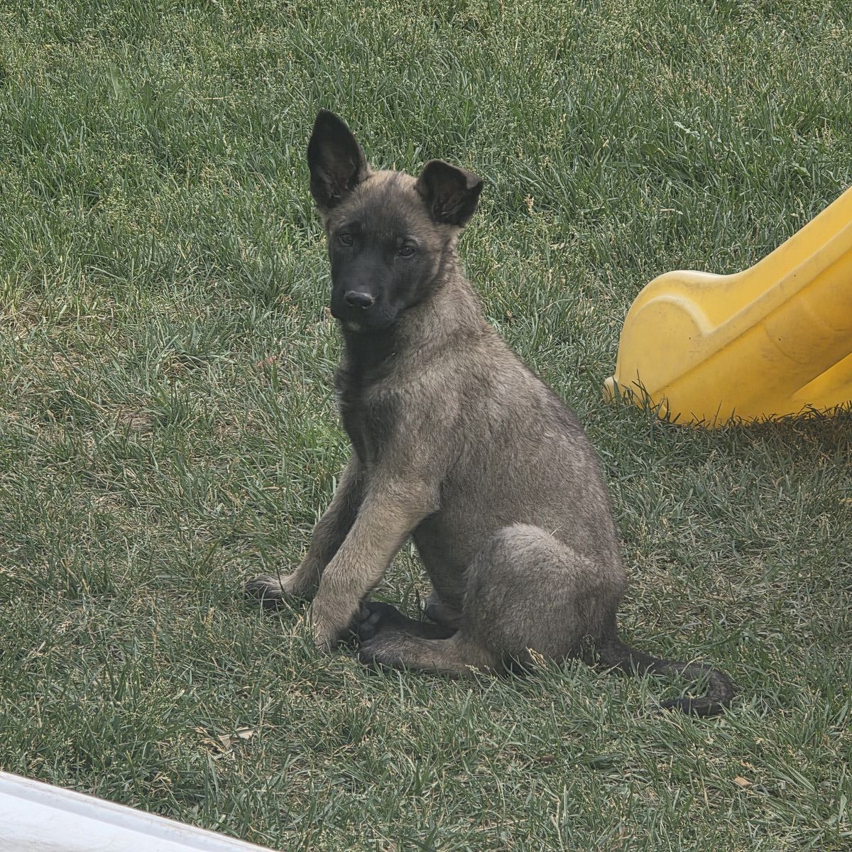 Belgium Malinois Male