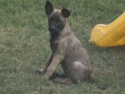 Belgium Malinois Male