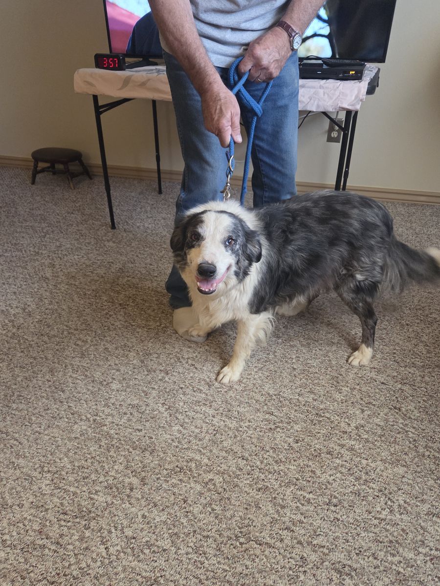 Free loving dog to a good home.