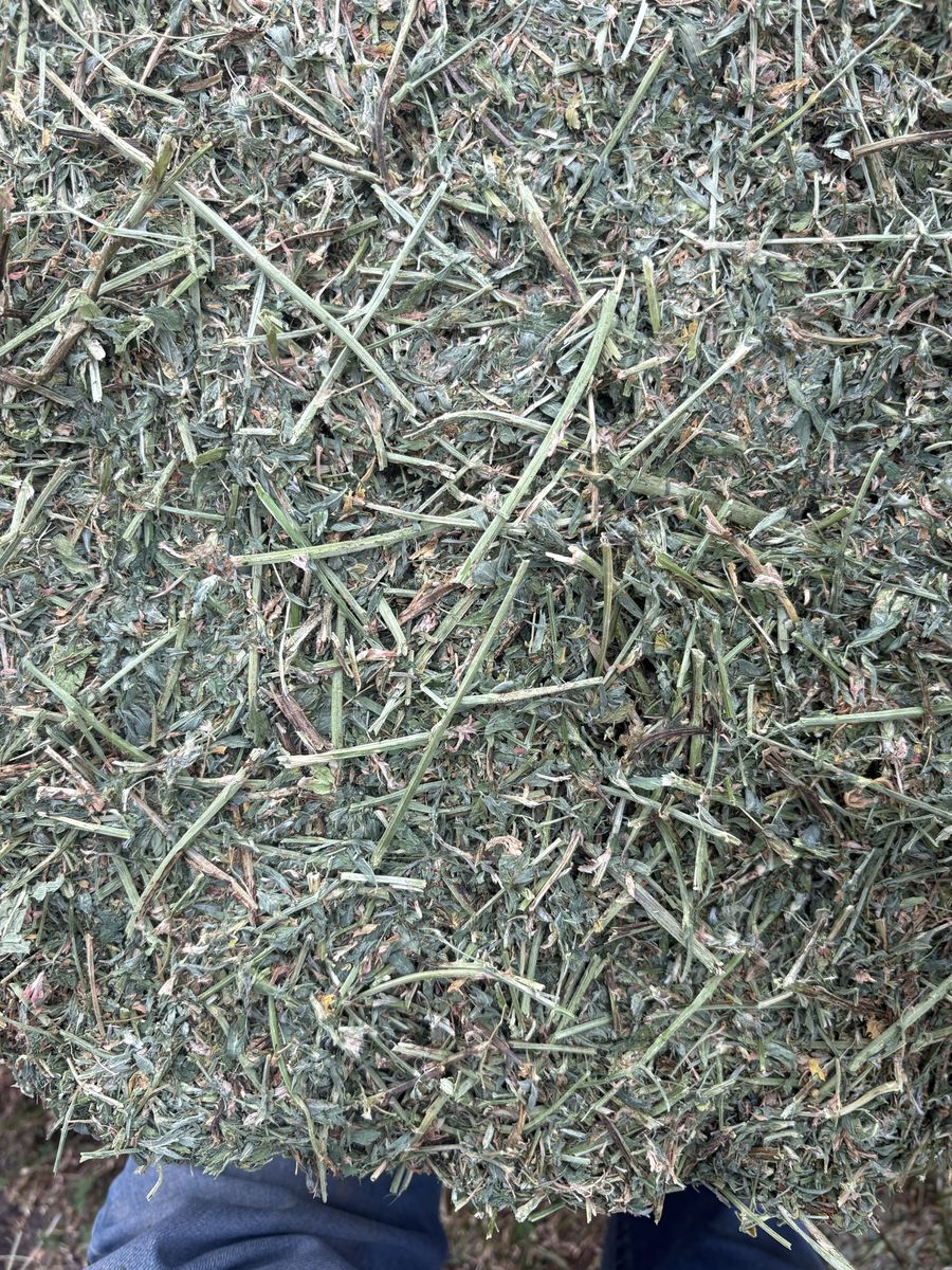 Main image 5