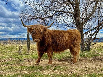 Midsize Highland Cow