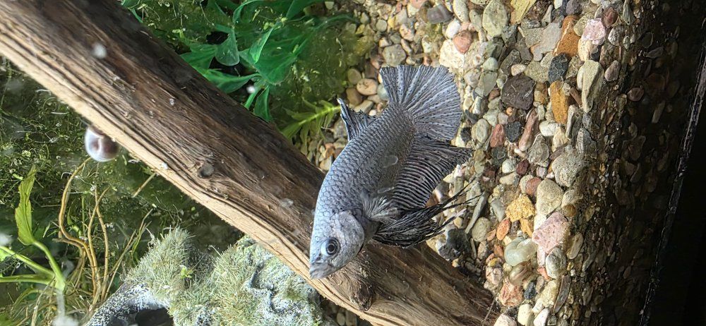 Male silver betta