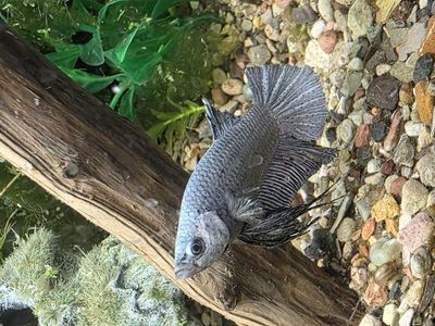 Male silver betta
