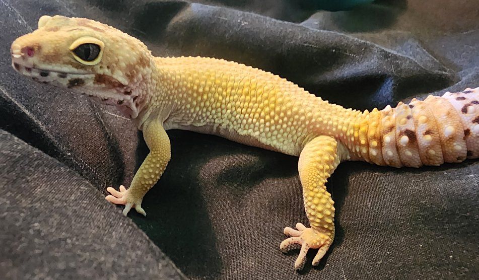 leopard gecko