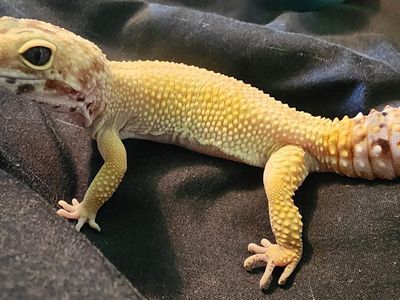 leopard gecko