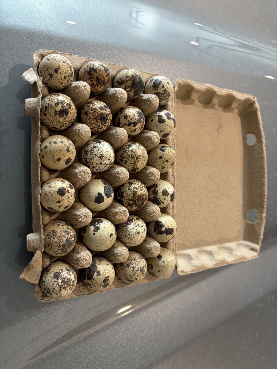 Coturnix quail eggs