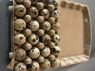 Coturnix quail eggs