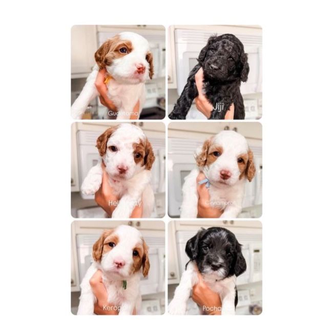 Darling Toy F1b Cavapoo Litter