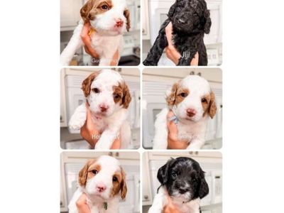 Darling Toy F1b Cavapoo Litter