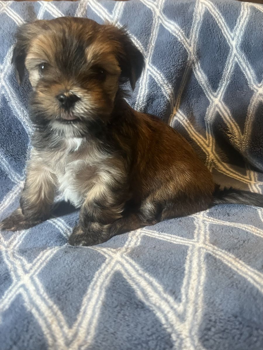 Adorable Shih Tzu/Yorkie Male Puppies — Shorkies