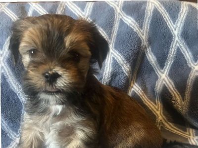 Adorable Shih Tzu/Yorkie Male Puppies — Shorkies