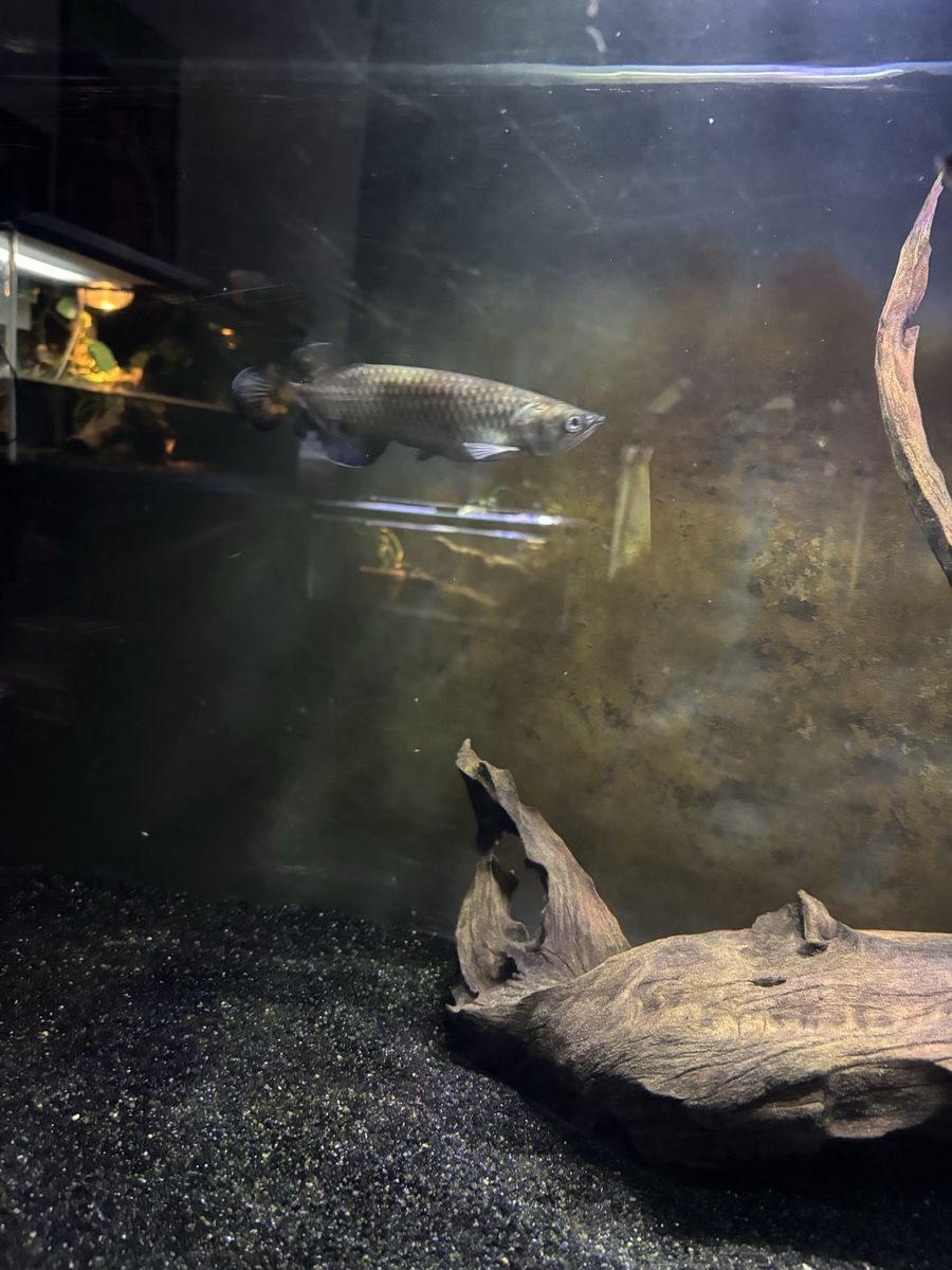predatory fish bundle