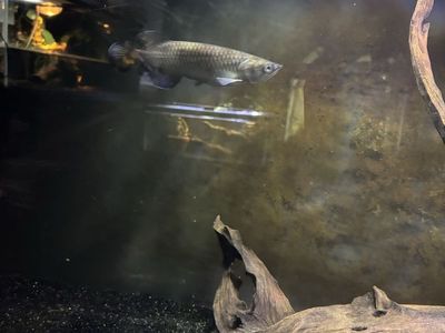 predatory fish bundle