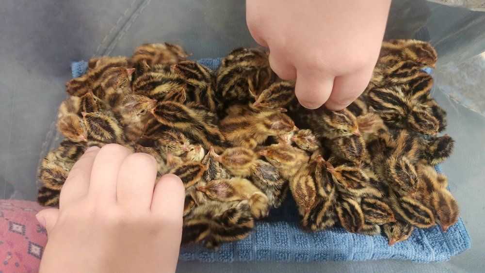 Jumbo Egyptian Coturnix Quail Chicks