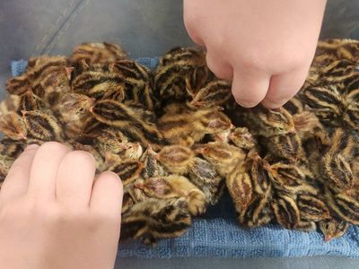 Jumbo Egyptian Coturnix Quail Chicks