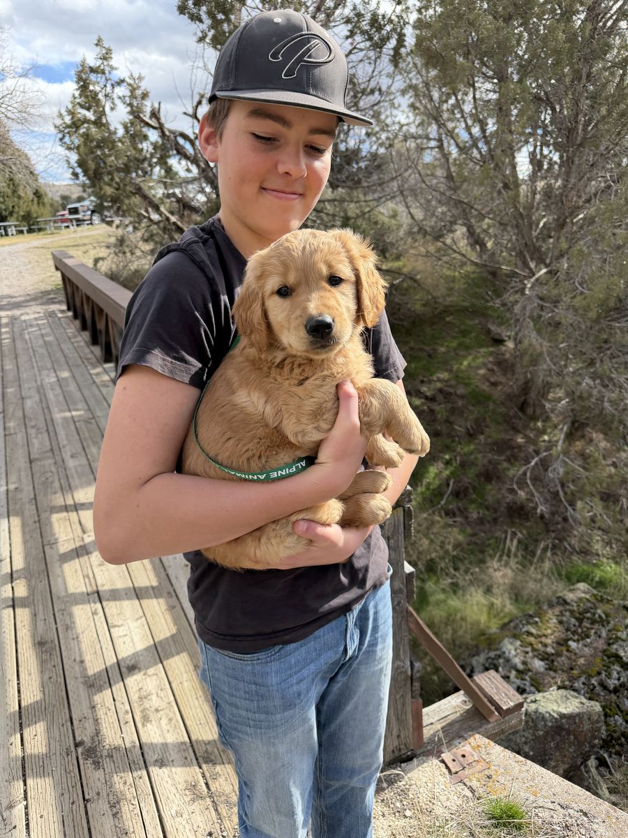 AKC Golden Retriever Puppy