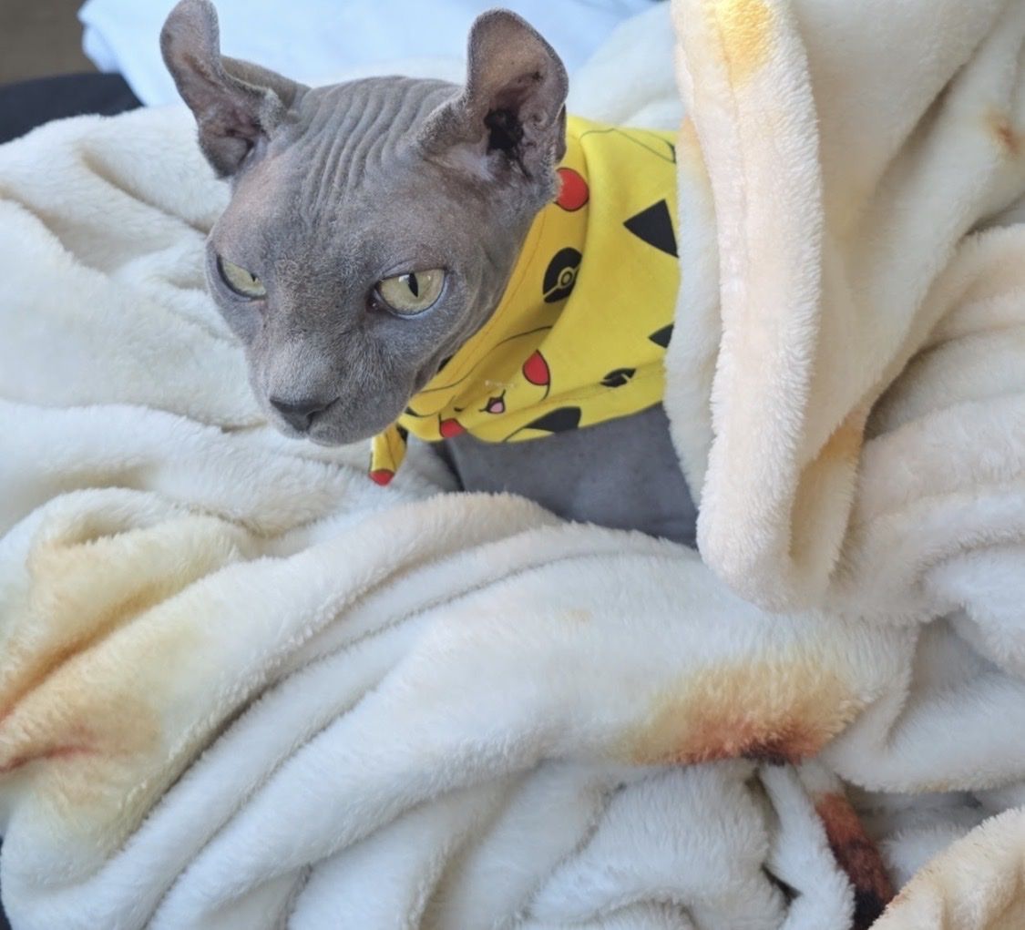 Curled Ear Sphinx Cat