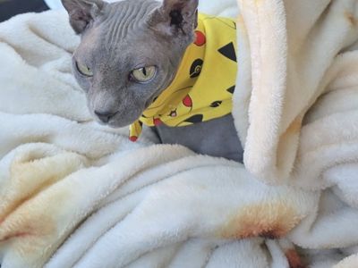 Curled Ear Sphinx Cat