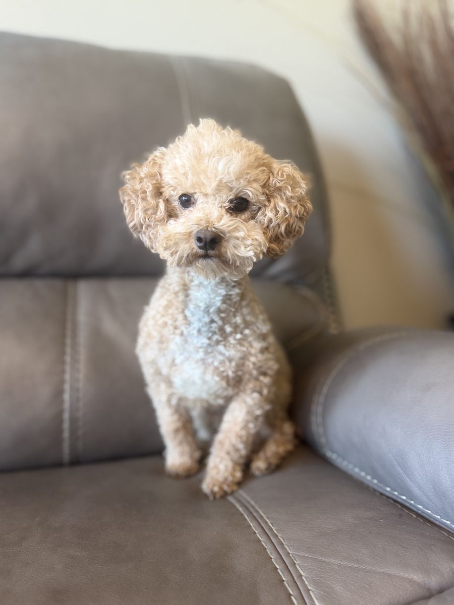 5 lbs Toy Poodle Male