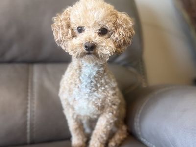 5 lbs Toy Poodle Male