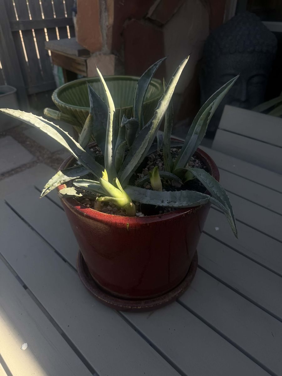 Large Agave Pup CACTUS in Decorative Planters – Multiple Available