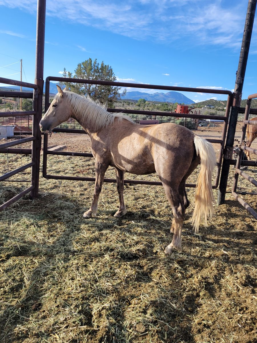Palomino mare
