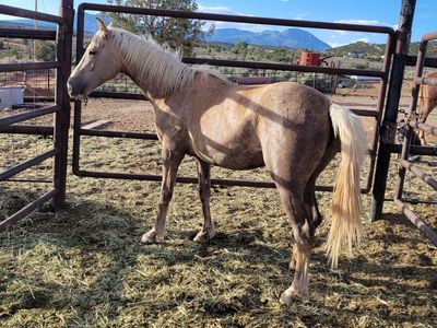 Palomino mare