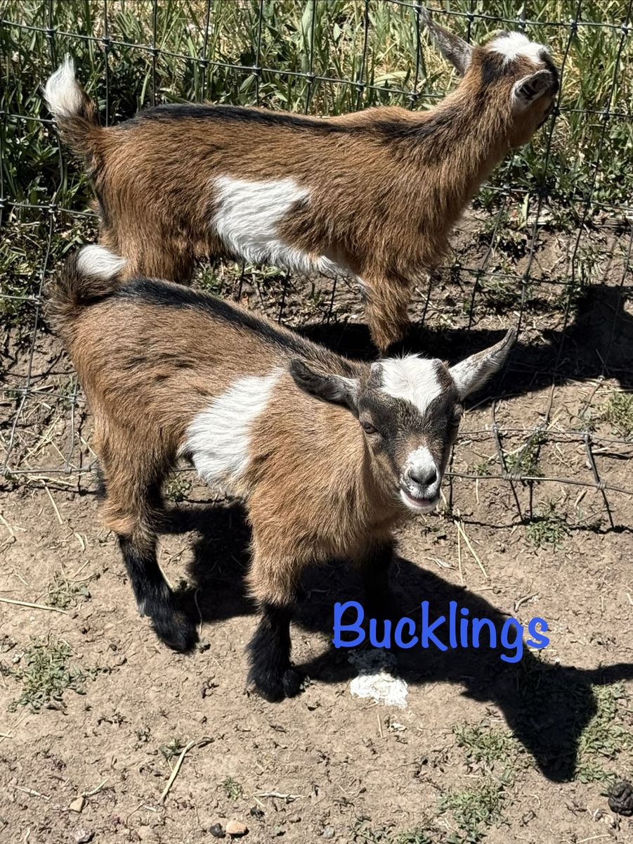 Nigerian Dwarf Goats