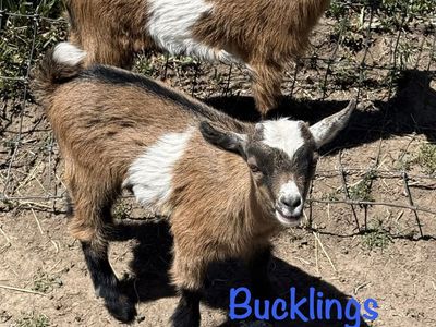 Nigerian Dwarf Goats