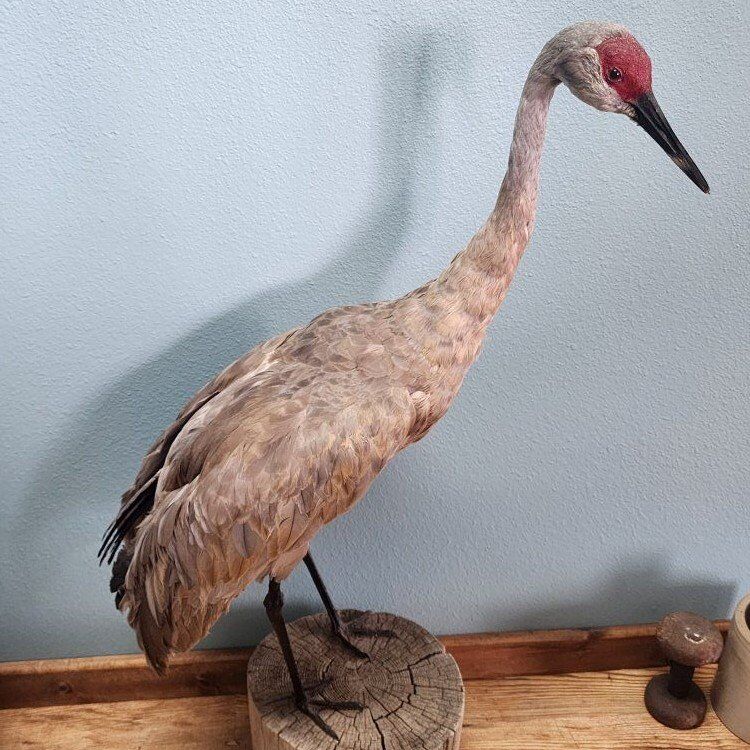 Sandhill Crane
