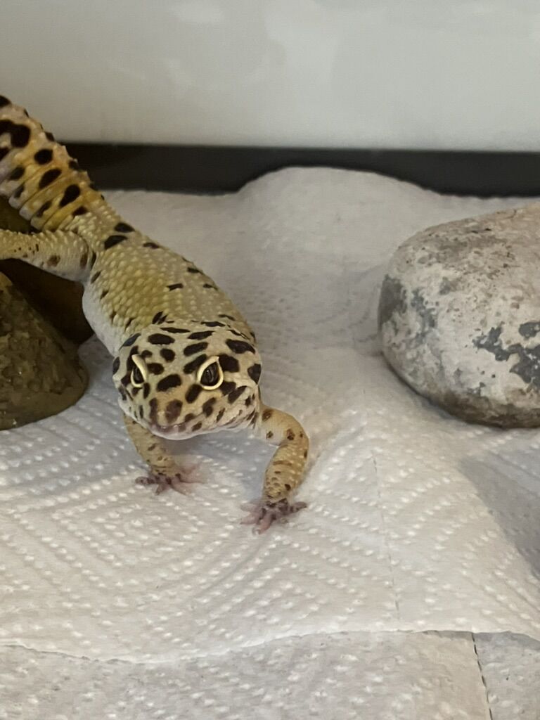 Leopard Gecko and supplies