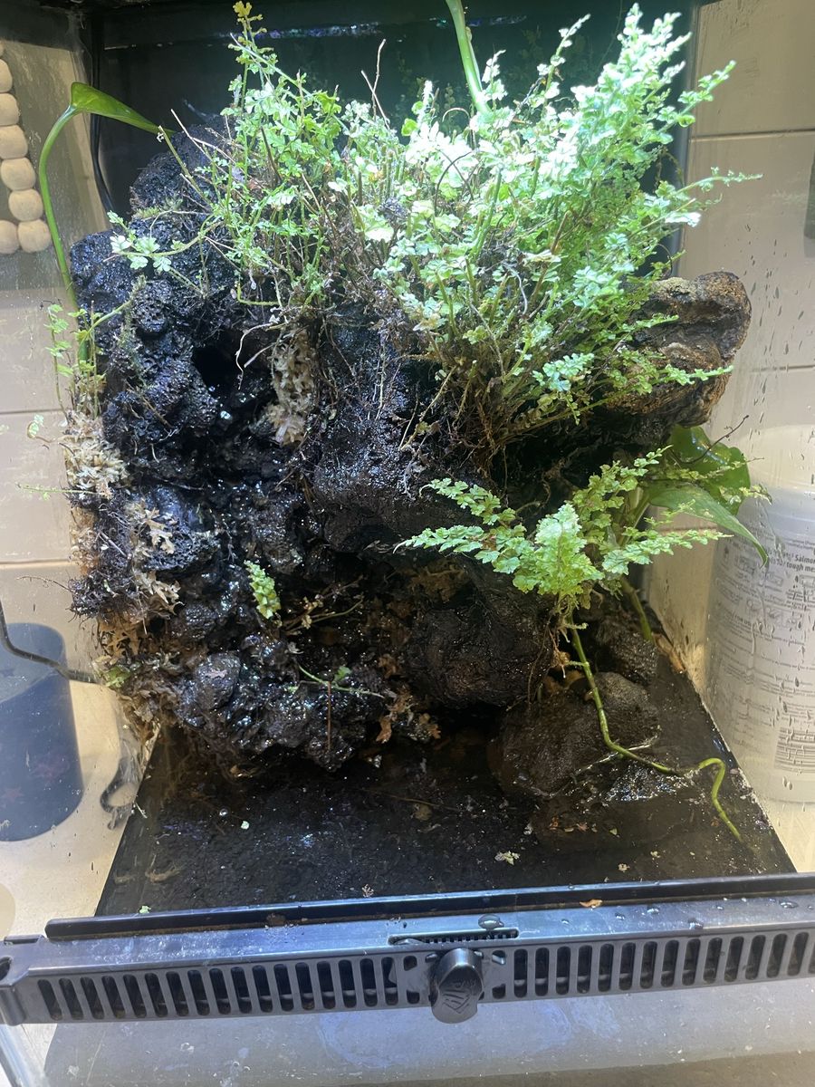 10 gal paludarium