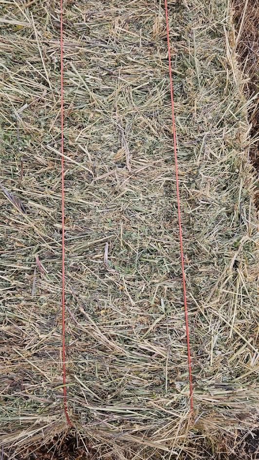 Alfalfa/grass hay for sale