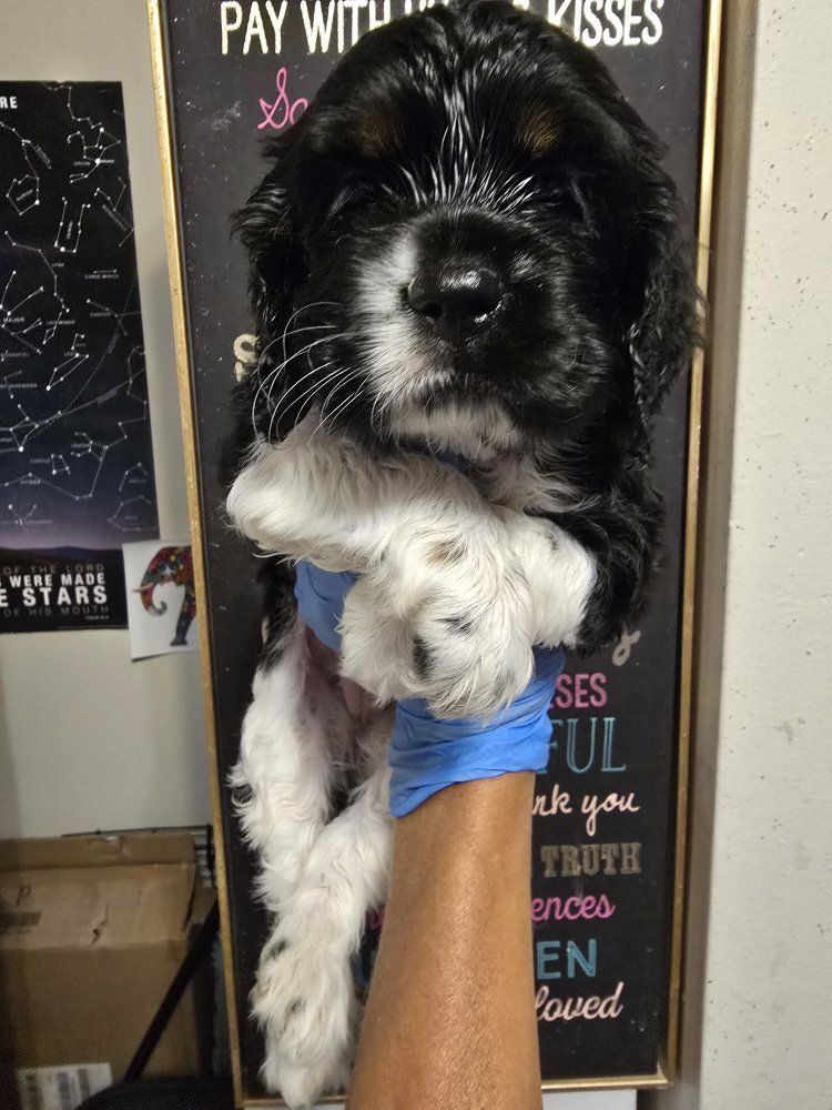 Adorable Female Cocker Spaniel Puppy
