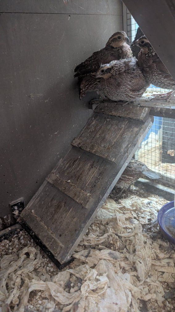 quail