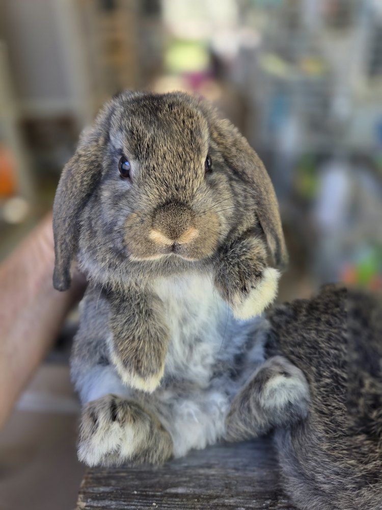 Mini Lop Bunny Rabbit Kits